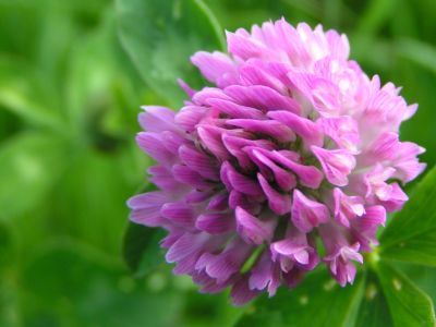 Red clover