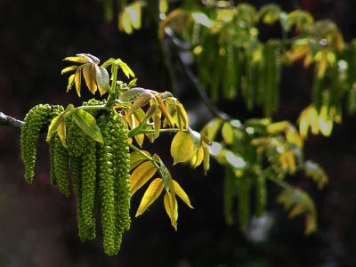 Walnut catkins