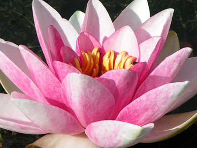 Water lily close-up