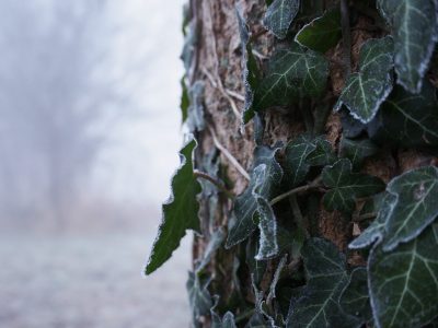 Frosted ivy