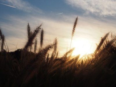 Grasses at sunset