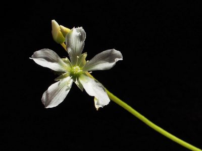 Venus flytrap flower
