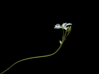 Venus flytrap flower