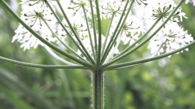 Heracleum sphondylium