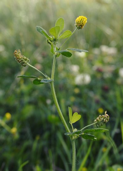 Medicago lupulina
