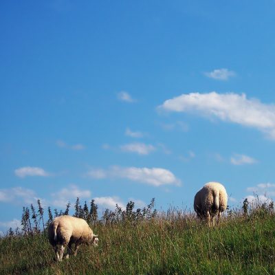 Cloud vs Sheep